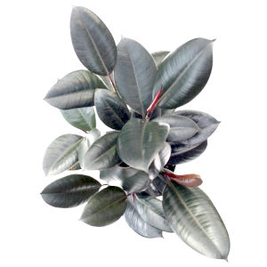 caoutchouc rouge ficus elastica